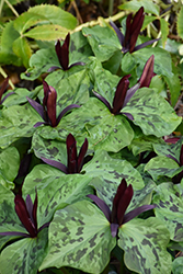 Giant Wake Robin (Trillium chloropetalum var. giganteum) at Lakeshore Garden Centres