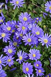 Blue Star Windflower (Anemone blanda 'Blue Star') at Lakeshore Garden Centres