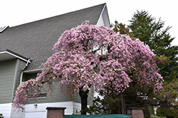 Double Pink Weeping Higan Cherry (Prunus subhirtella 'Pendula Plena Rosea') at Lakeshore Garden Centres