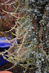 Silver Streamers Juniper (Juniperus communis 'Silver Streamers') at Lakeshore Garden Centres