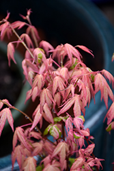 Ilarian Japanese Maple (Acer palmatum 'Ilarian') at Lakeshore Garden Centres