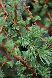 Lanark Larch (Larix decidua 'Lanark') at Lakeshore Garden Centres