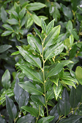 Fragrant Sweet Box (Sarcococca ruscifolia) at Lakeshore Garden Centres
