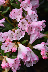 Seta Rhododendron (Rhododendron 'Seta') at Lakeshore Garden Centres