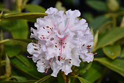 Rosa Mundi Rhododendron (Rhododendron 'Rosa Mundi') at Lakeshore Garden Centres