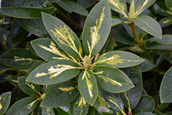 President Roosevelt Rhododendron (Rhododendron 'President Roosevelt') at Lakeshore Garden Centres