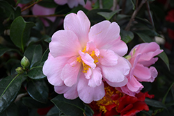Pink Icicle Camellia (Camellia japonica 'Pink Icicle') at Lakeshore Garden Centres