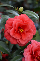Glen 40 Camellia (Camellia japonica 'Glen 40') at Lakeshore Garden Centres