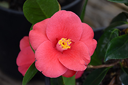 Unryu Camellia (Camellia japonica 'Unryu') at Lakeshore Garden Centres