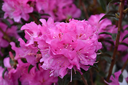 First Date Rhododendron (Rhododendron 'First Date') at Lakeshore Garden Centres