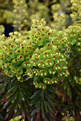 Tiny Tim Spurge (Euphorbia 'Tiny Tim') at Lakeshore Garden Centres