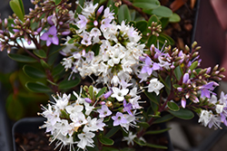 Patty's Purple Hebe (Hebe 'Patty's Purple') at Lakeshore Garden Centres
