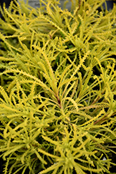 Lemon Fizz Santolina (Santolina rosmarinifolia 'Lemon Fizz') at Lakeshore Garden Centres