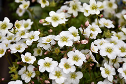 Alpino Early White Saxifrage (Saxifraga x arendsii 'SAXZ0003') at Lakeshore Garden Centres