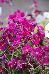 Axcent Burgundy Rock Cress (Aubrieta 'Axcent Burgundy') at Lakeshore Garden Centres