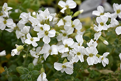 Pixie Pearls Rock Cress (Aubrieta x cultorum 'Pixie Pearls') at Lakeshore Garden Centres