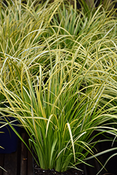 Oborozuki Sweet Flag (Acorus gramineus 'Oborozuki') at Lakeshore Garden Centres