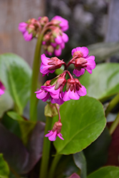 Eroica Bergenia (Bergenia 'Eroica') at Lakeshore Garden Centres