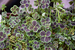 Black-Leaved Clover (Trifolium repens 'Pentaphyllum') at Lakeshore Garden Centres