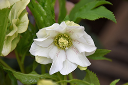 Vavavoom White Hellebore (Helleborus 'Vavavoom White') at Lakeshore Garden Centres