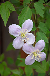 Elizabeth Clematis (Clematis montana 'Elizabeth') at Lakeshore Garden Centres