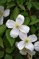 Pink Perfection Clematis (Clematis montana 'Pink Perfection') at Lakeshore Garden Centres