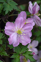 Tetrarose Clematis (Clematis montana 'Tetrarose') at Lakeshore Garden Centres