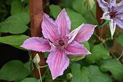 Sympatia Clematis (Clematis 'Sympatia') at Lakeshore Garden Centres