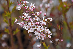 Fujino Pink Spirea (Spiraea thunbergii 'Fujino Pink') at Lakeshore Garden Centres