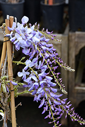 Texas Purple Japanese Wisteria (Wisteria floribunda 'Texas Purple') at Lakeshore Garden Centres