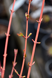 Bihou Japanese Maple (Acer palmatum 'Bihou') at Lakeshore Garden Centres
