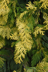 Cripps Gold Falsecypress (Chamaecyparis obtusa 'Crippsii') at Lakeshore Garden Centres