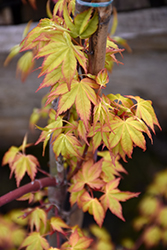 Ueno Yama Japanese Maple (Acer palmatum 'Ueno Yama') at Lakeshore Garden Centres