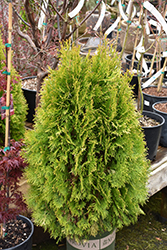 Highlights Arborvitae (Thuja occidentalis 'Janed Gold') at Lakeshore Garden Centres
