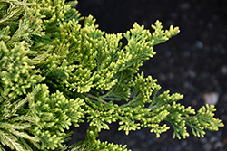 Golden Wiltonii Creeping Juniper (Juniperus horizontalis 'Golden Wiltonii') at Lakeshore Garden Centres