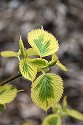 Lady Sunshine Variegated Dove Tree (Davidia involucrata 'Lady Sunshine') at Lakeshore Garden Centres