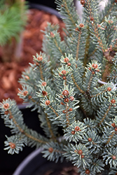 Blue Teardrop Spruce (Picea glauca 'Blue Teardrop') at Lakeshore Garden Centres