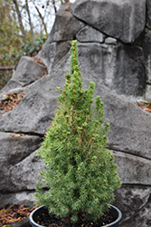 Daisy's White Alberta Spruce (Picea glauca 'Daisy's White') at Lakeshore Garden Centres