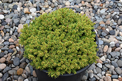 Malena Norway Spruce (Picea abies 'Malena') at Lakeshore Garden Centres