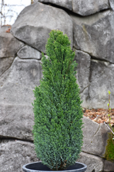 Ellwood's Pillar Lawson Falsecypress (Chamaecyparis lawsoniana 'Ellwood's Pillar') at Lakeshore Garden Centres