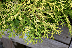 Kamarachiba Falsecypress (Chamaecyparis obtusa 'Kamarachiba') at Lakeshore Garden Centres