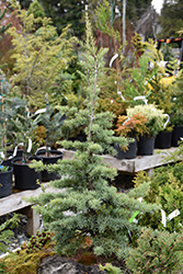 Bump's Blue Mountain Hemlock (Tsuga mertensiana 'Bump's Blue') at Lakeshore Garden Centres