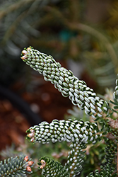 Silver Show Korean Fir (Abies koreana 'Silver Show') at Peter Knippel Garden Centre