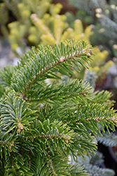 Barabits Star Silver Fir (Abies alba 'Barabits Star') at Lakeshore Garden Centres
