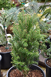 Fastigiate Silver Fir (Abies alba 'Fastigiata') at Lakeshore Garden Centres