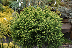 Golden Promise Japanese Cedar (Cryptomeria japonica 'Golden Promise') at Lakeshore Garden Centres