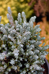 Rimpelaar Lawson Falsecypress (Chamaecyparis lawsoniana 'Rimpelaar') at Lakeshore Garden Centres