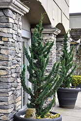 Wissel's Saguaro Lawson Falsecypress (Chamaecyparis lawsoniana 'Wissel's Saguaro') at Lakeshore Garden Centres