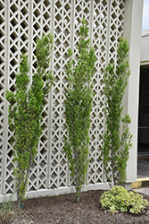 Scarlet's Peak Yaupon Holly (Ilex vomitoria 'Scarlet's Peak') at Lakeshore Garden Centres