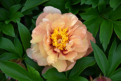 Misaka Peony (Paeonia 'Beautiful Blossom') at Lakeshore Garden Centres